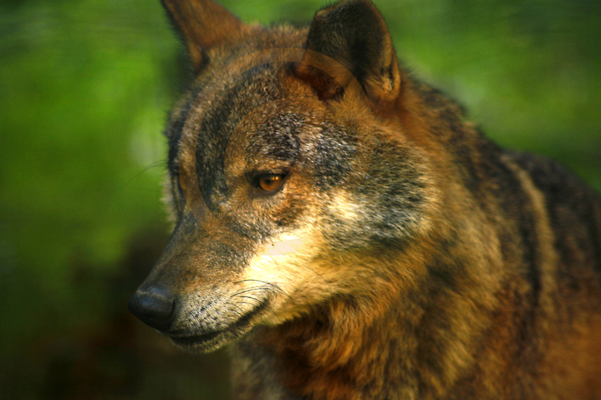 ANIMALS DELS PIRINEUS